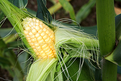 “Corn
