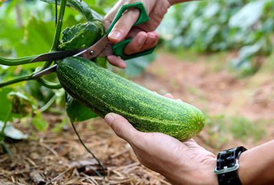 Harvesting cucumber with scissors