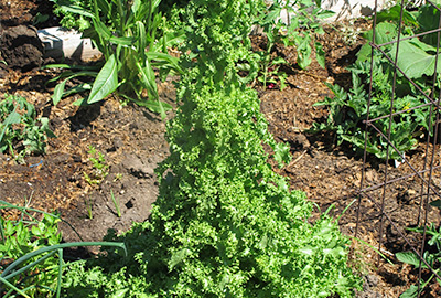 Lettuce plants