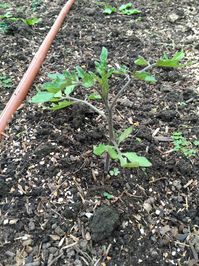 Tomatoes as Part of a Sustainable Garden