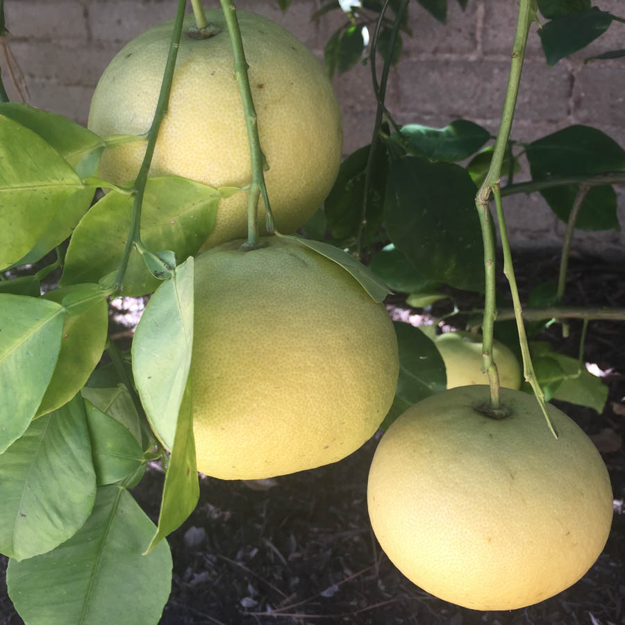 Grapefruit Trees Making Good Choices For The Home Garden Oroblanco Grapefruit