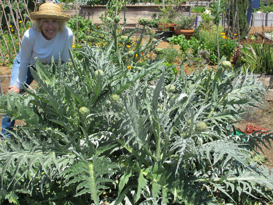 Artichokes An Excellent Addition to an Edible Garden