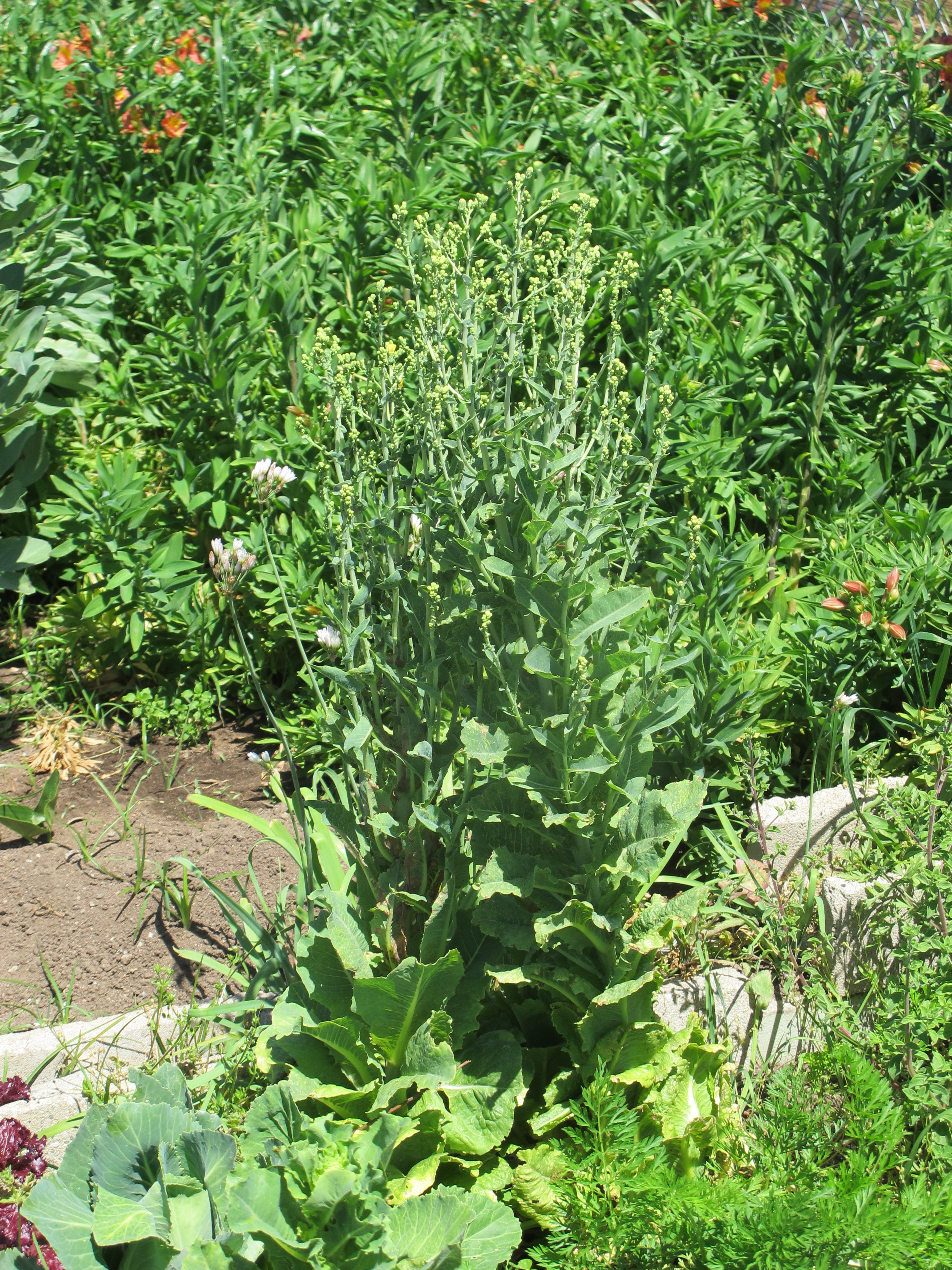 Saving Lettuce Seeds After Early Heat Waves