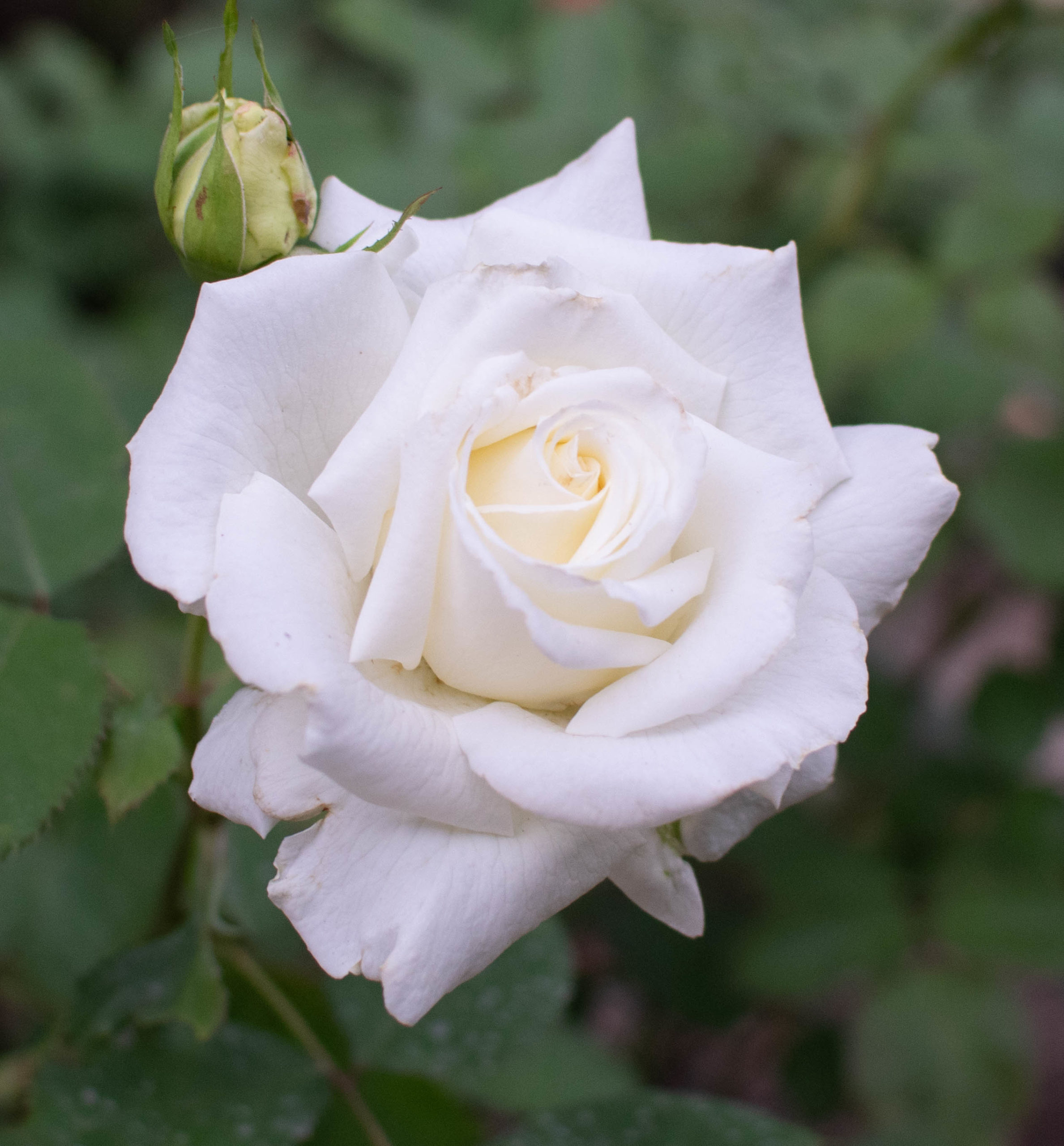 Learn About Grandiflora Roses And Hybrid Tea Roses