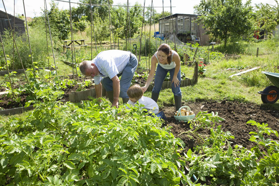 Down and Dirty 7: Mudpies and Fizz: Easy Home Tests for Soil pH