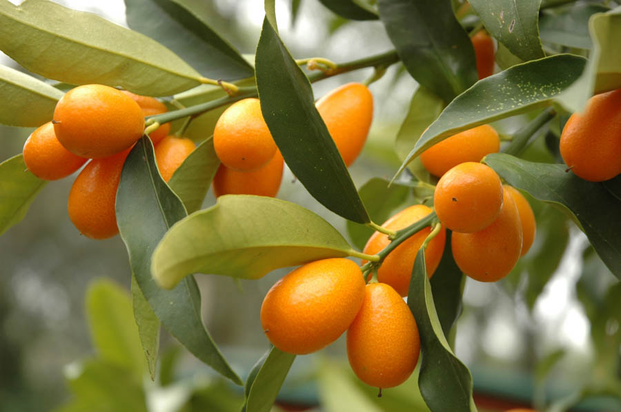 Getting Started with Kumquat Trees