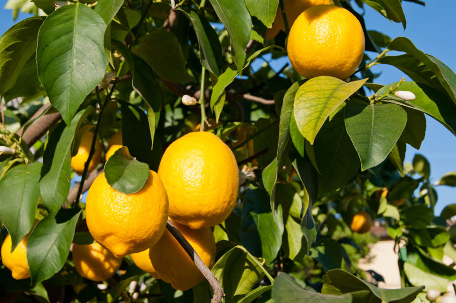 Watering Lemon Trees for Maximum Flavor