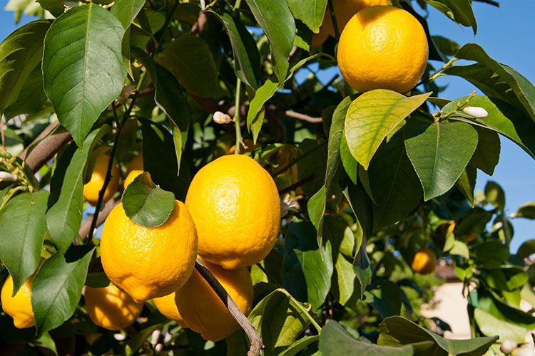 Lemon Tree, General