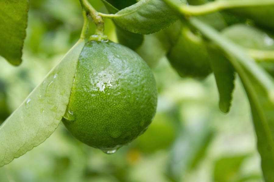 Limes: Are They Ripe When Green?