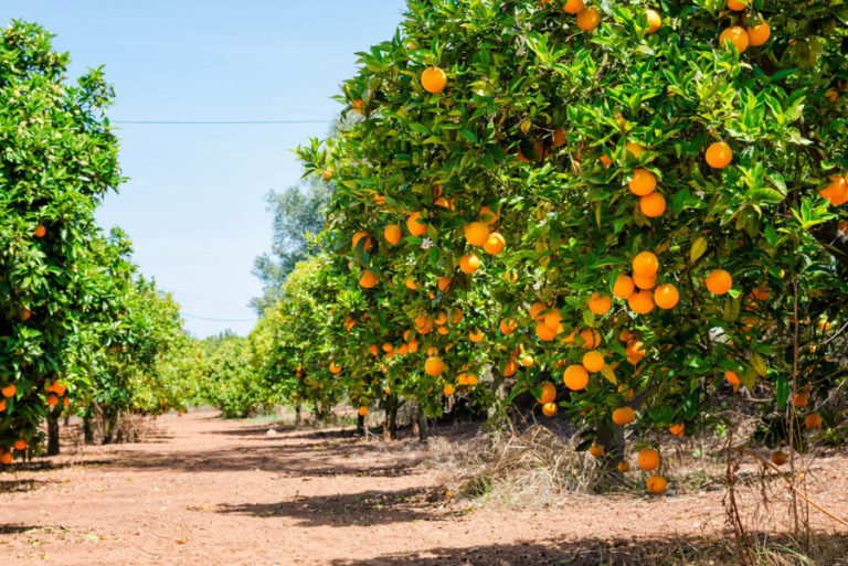 Citrus orchard