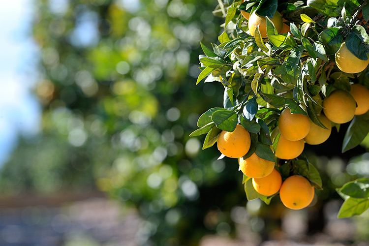 Orange Tree, Navel