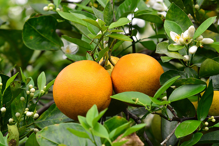 Orange Tree, Valencia