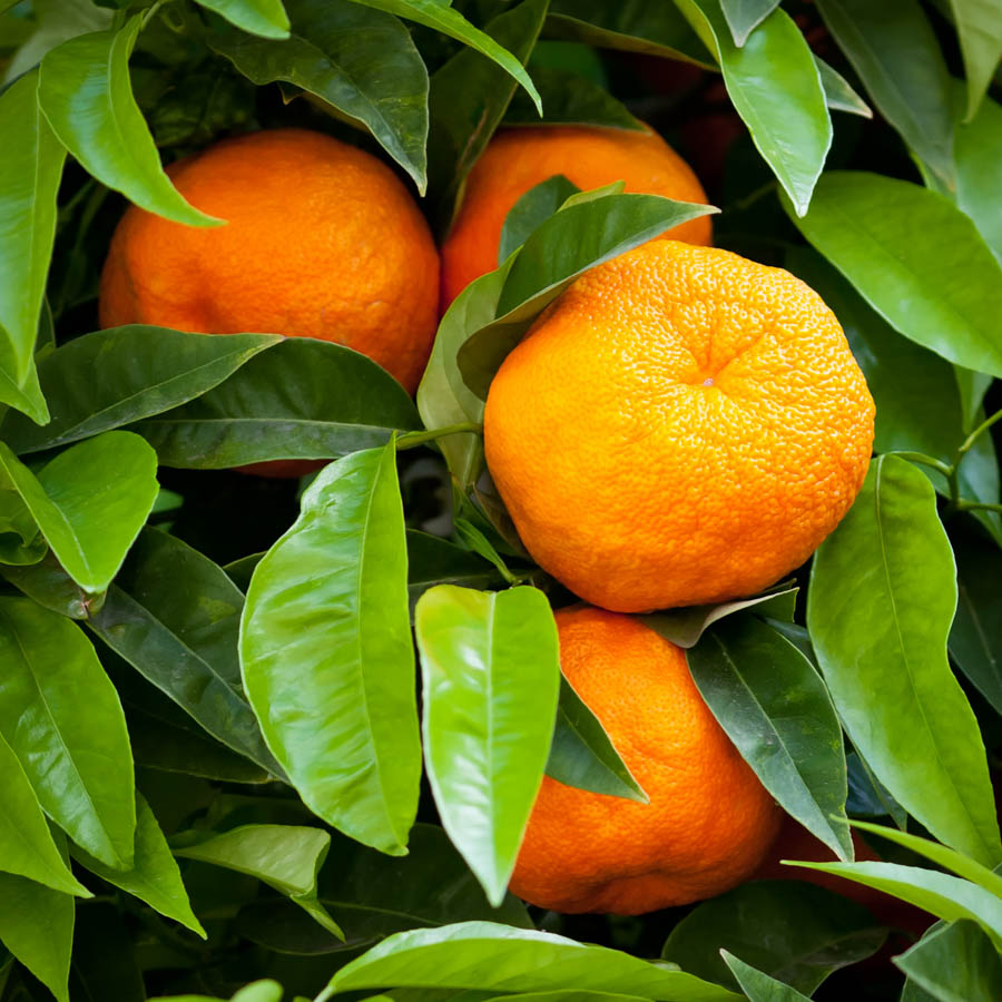 GardenZeus Quick Tips: How to Harvest Tangerines