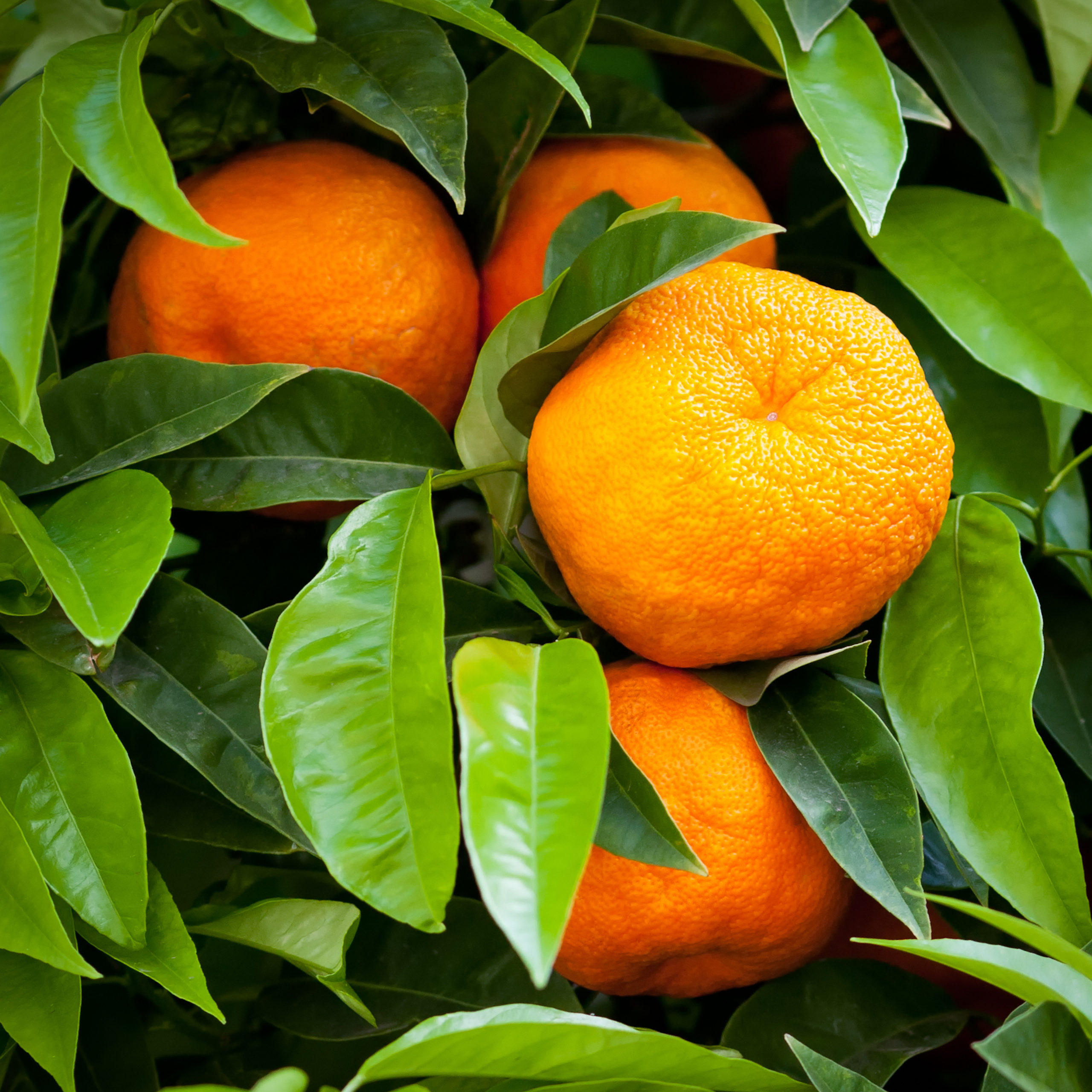 Harvesting Citrus in the Home Garden: Tips and Precautions