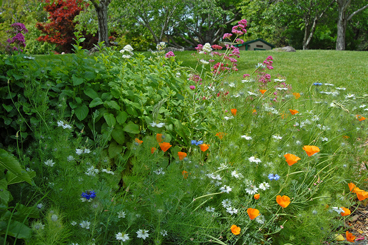 California Flowering Perennials