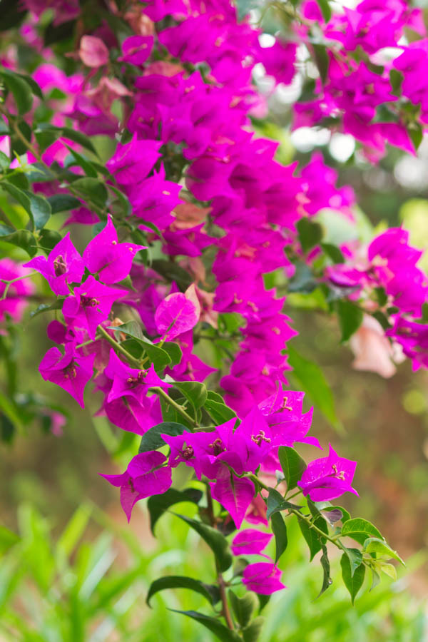 Bougainvillea: An Ideal Plant For Hot Mediterranean Areas
