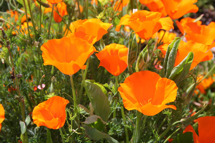 Getting Started With California Poppy