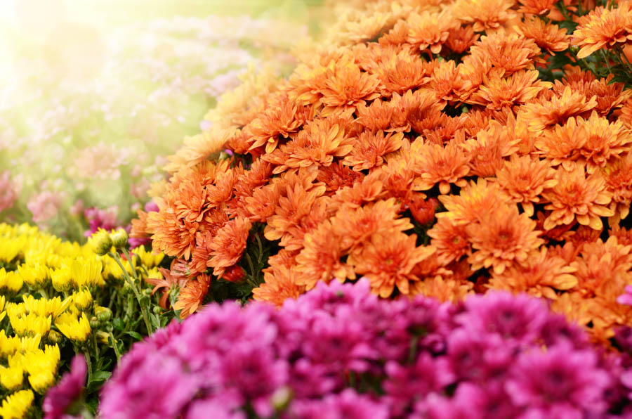 Glorious Chrysanthemums: Caring for Potted Florist Mums