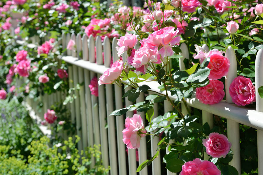Should Organic Gardeners Fertilize Their Roses?