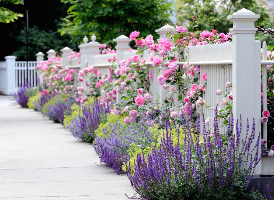 Image of Lavender and rosemary companion plants