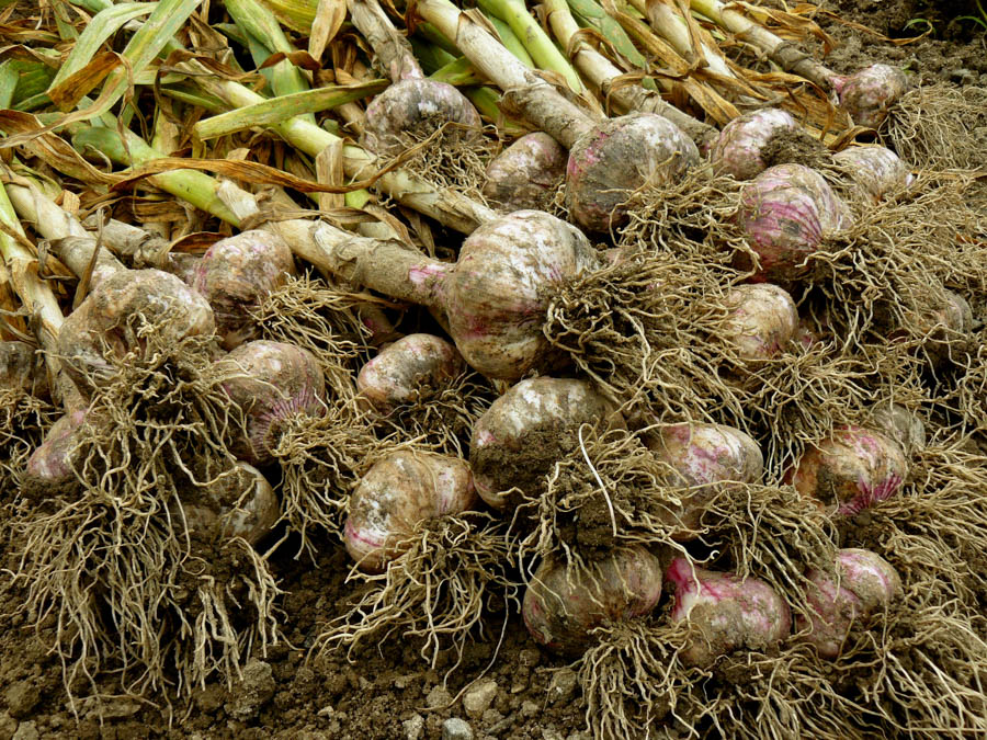 Harvesting and Curing Garlic