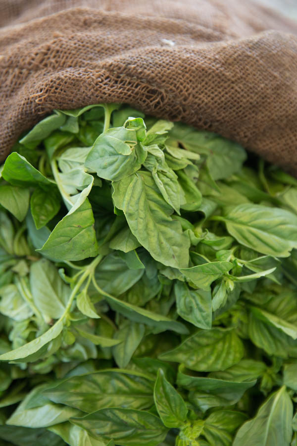 3 Tips for Growing Basil in the Summer Home Garden