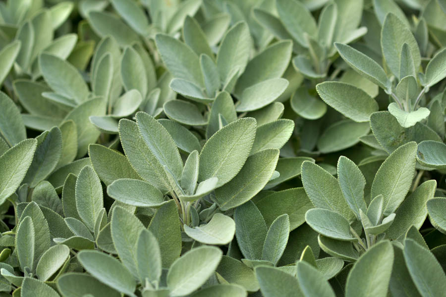 Sage in the Mediterranean Garden