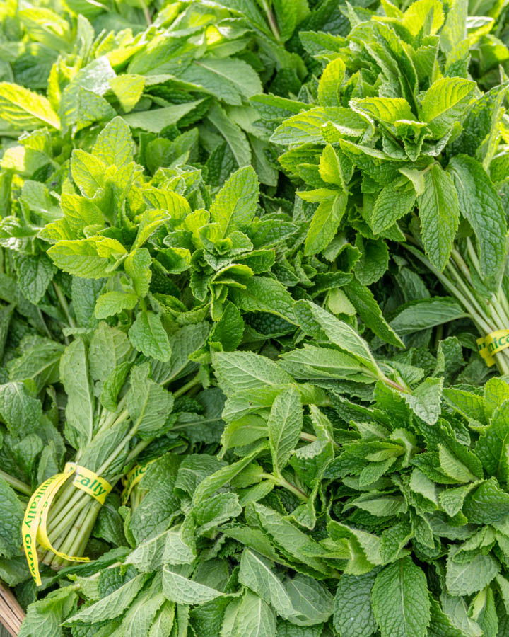 Growing Mint: What to Think About Before Planting