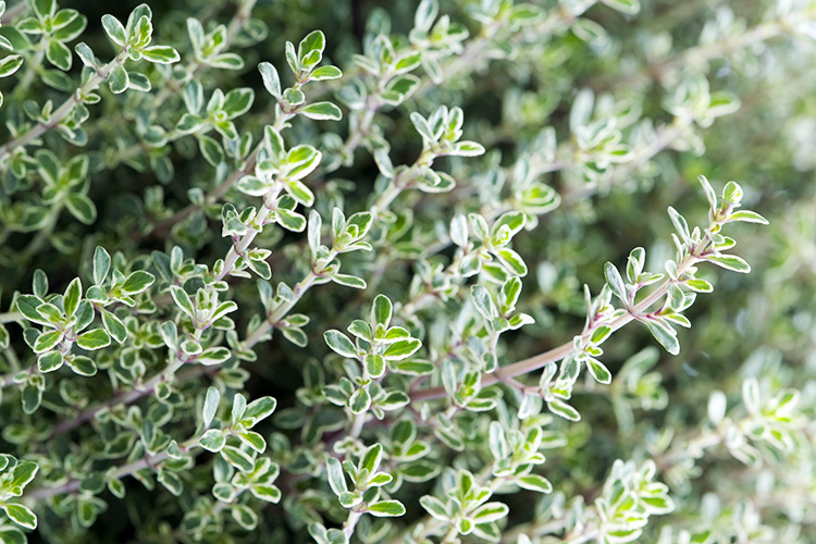 Thyme