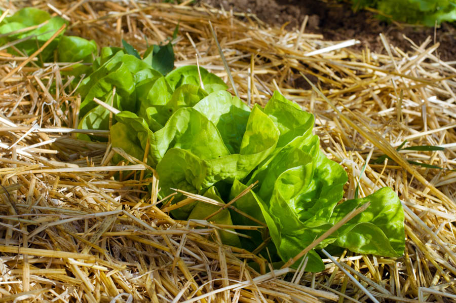 January Gardening in Southern California’s Coastal Areas