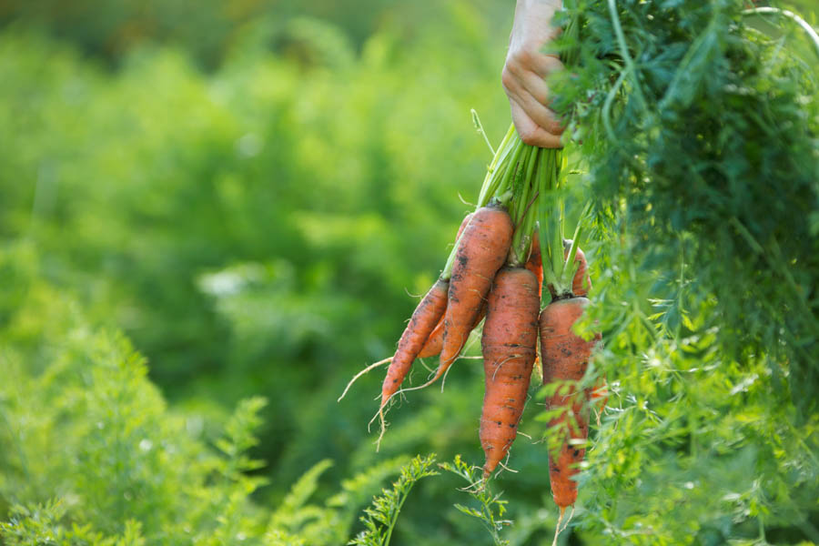 Storing Freshly Harvested Carrots: 5 Essential Tips