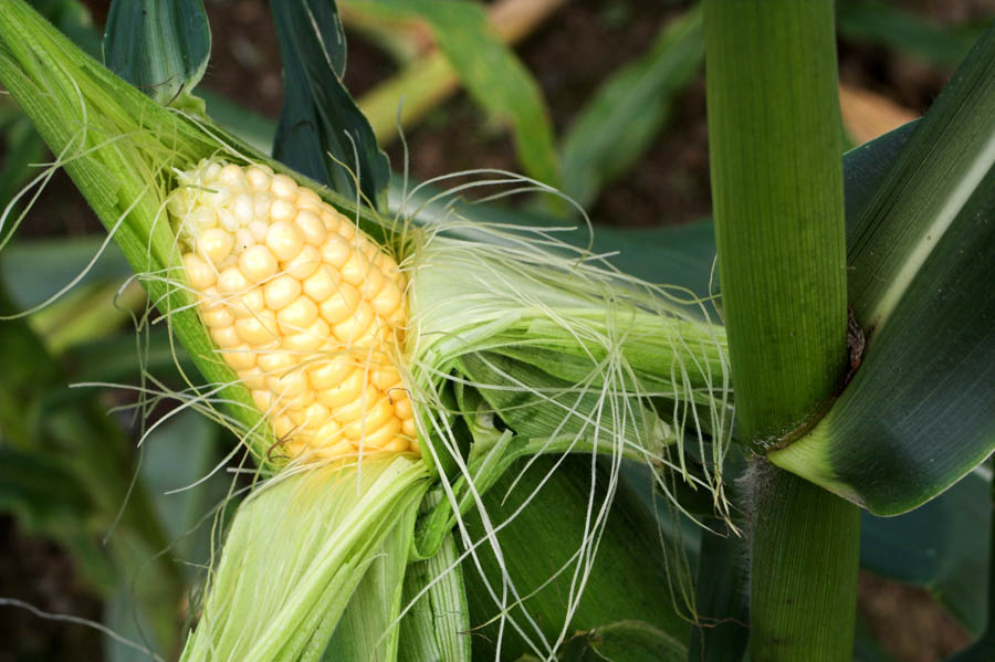 Watering Corn in the Home Garden