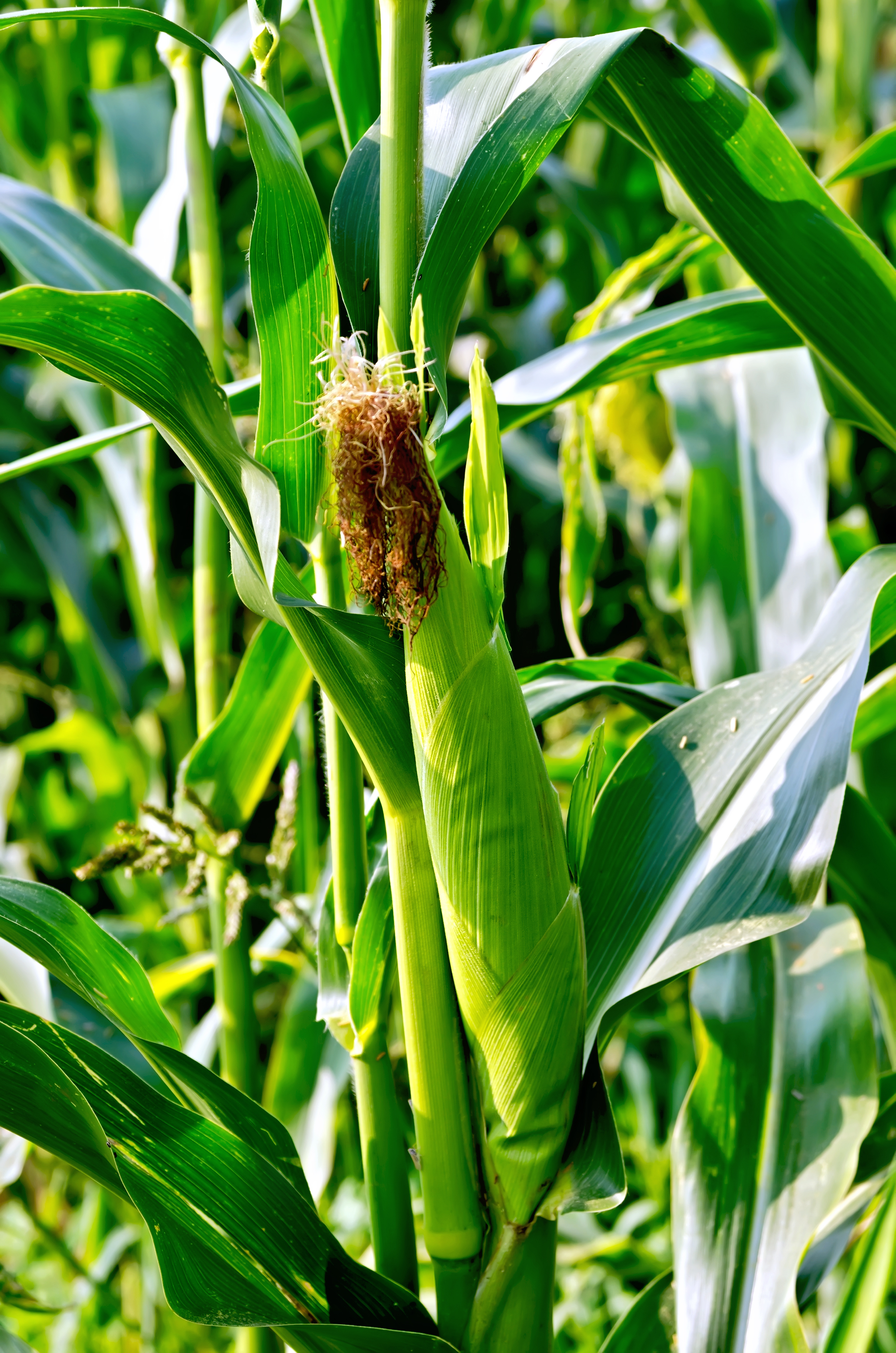 GardenZeus Quick Tips: Should I Grow Supersweet Corn in my Garden?