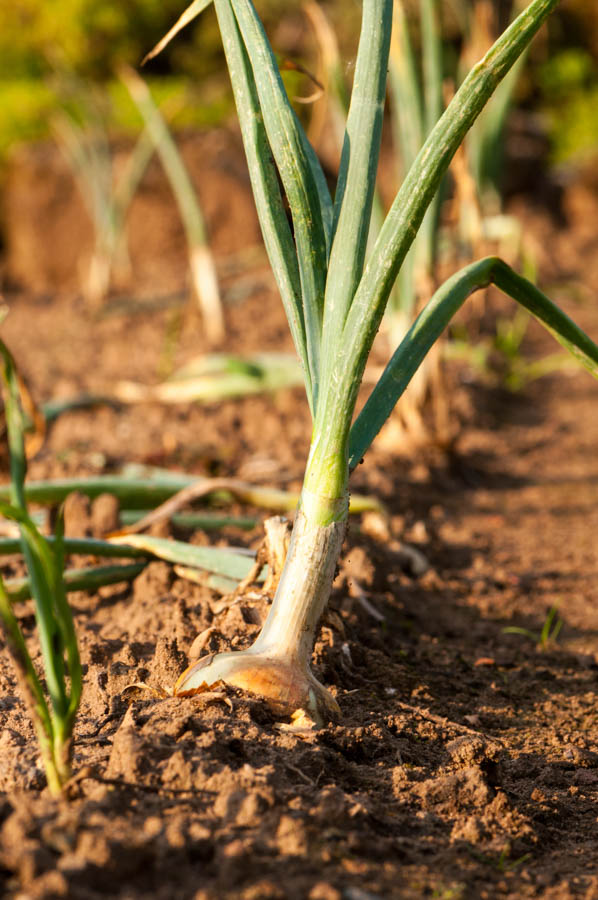 Onions: Their Companions and Antagonists