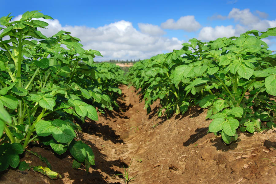 Potatoes: Harvesting, Curing and Storing