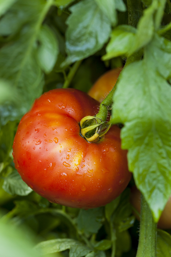 GardenZeus Winter Gardening: Growing Winter Tomatoes in Mild California Areas