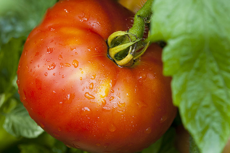 Summer Tomato Planting in Southern California Coastal Areas