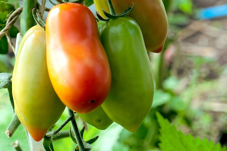 3 Tips for Growing Tomatoes in June