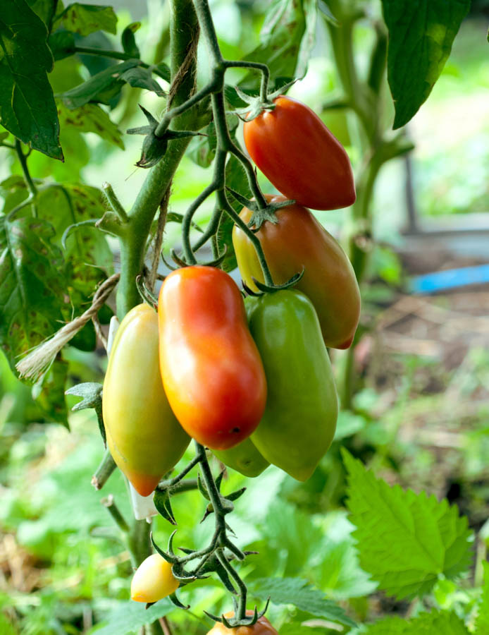 Focus on Varieties: Paste Tomatoes