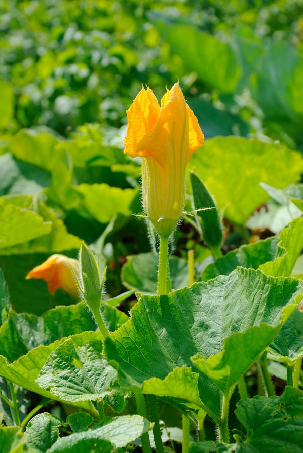GardenZeus Quick Tips: Pollination Issues with Zucchini and other Summer Squash
