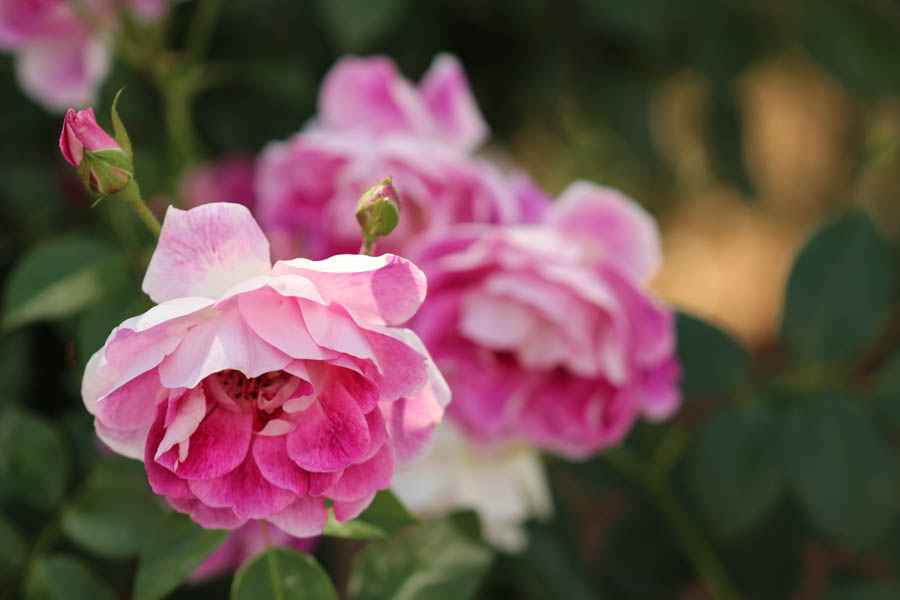 Queen of the Garden: Growing Roses in California