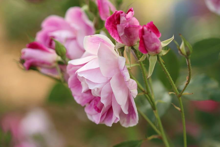 Roses in Mediterranean Climates: How to Maximize Autumn Bloom