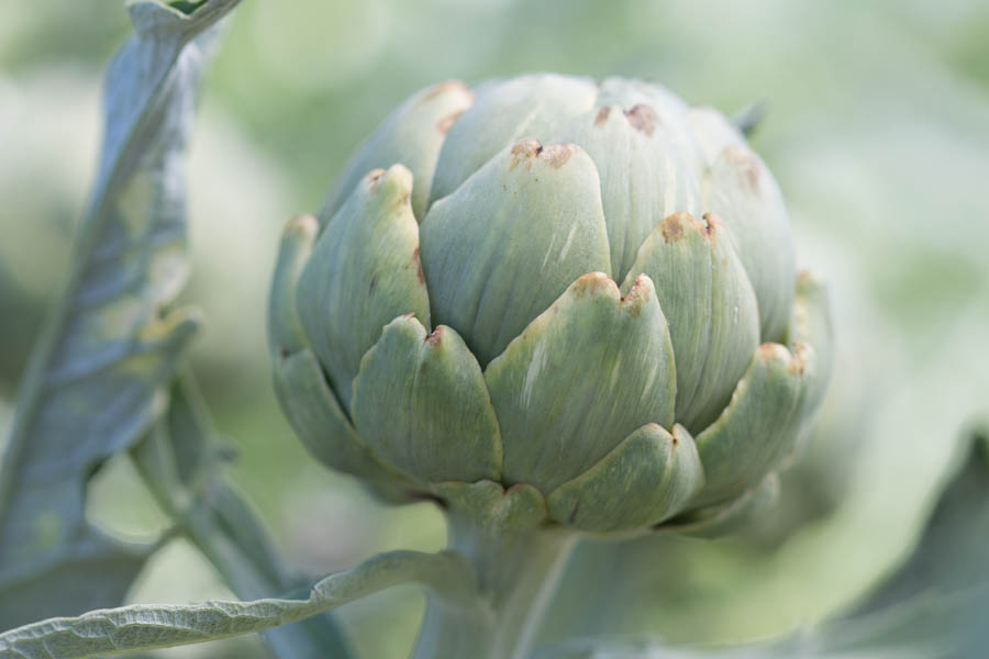 Artichokes: An Excellent Addition to an Edible Garden