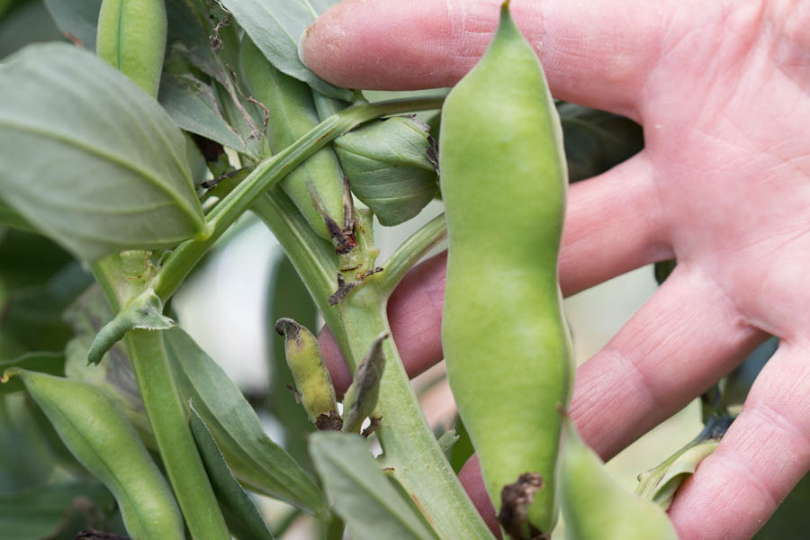 Fava Beans in the Sustainable Garden