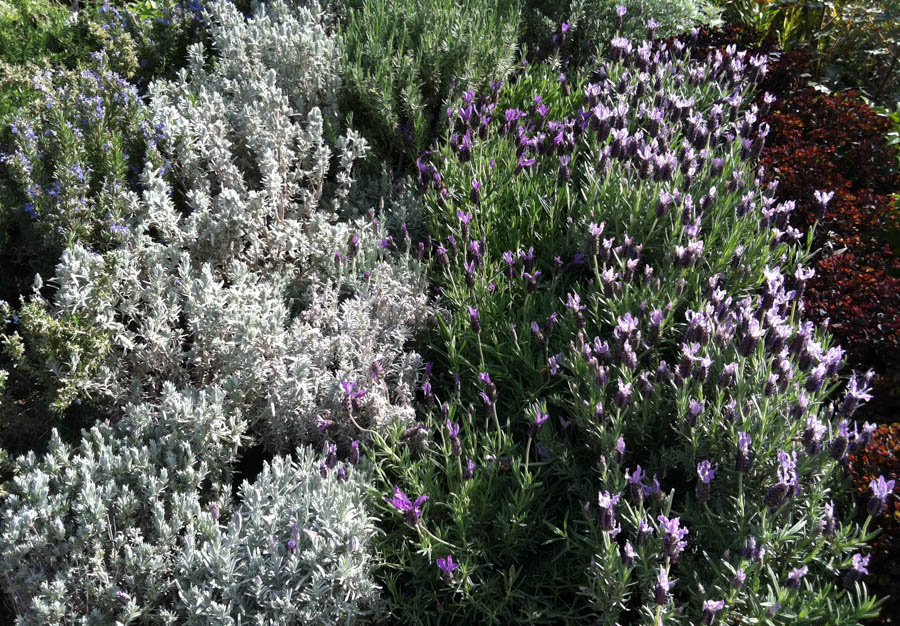 Planting Lavender in Mediterranean Climates