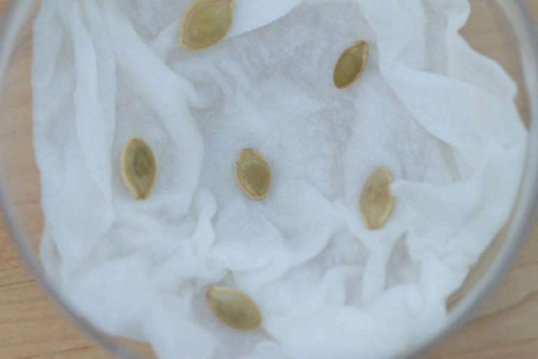 Germinating Zucchini Seeds Indoors Using a Glass Dish