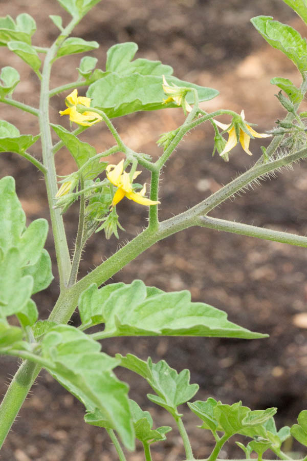 Tomatoes and Pollination