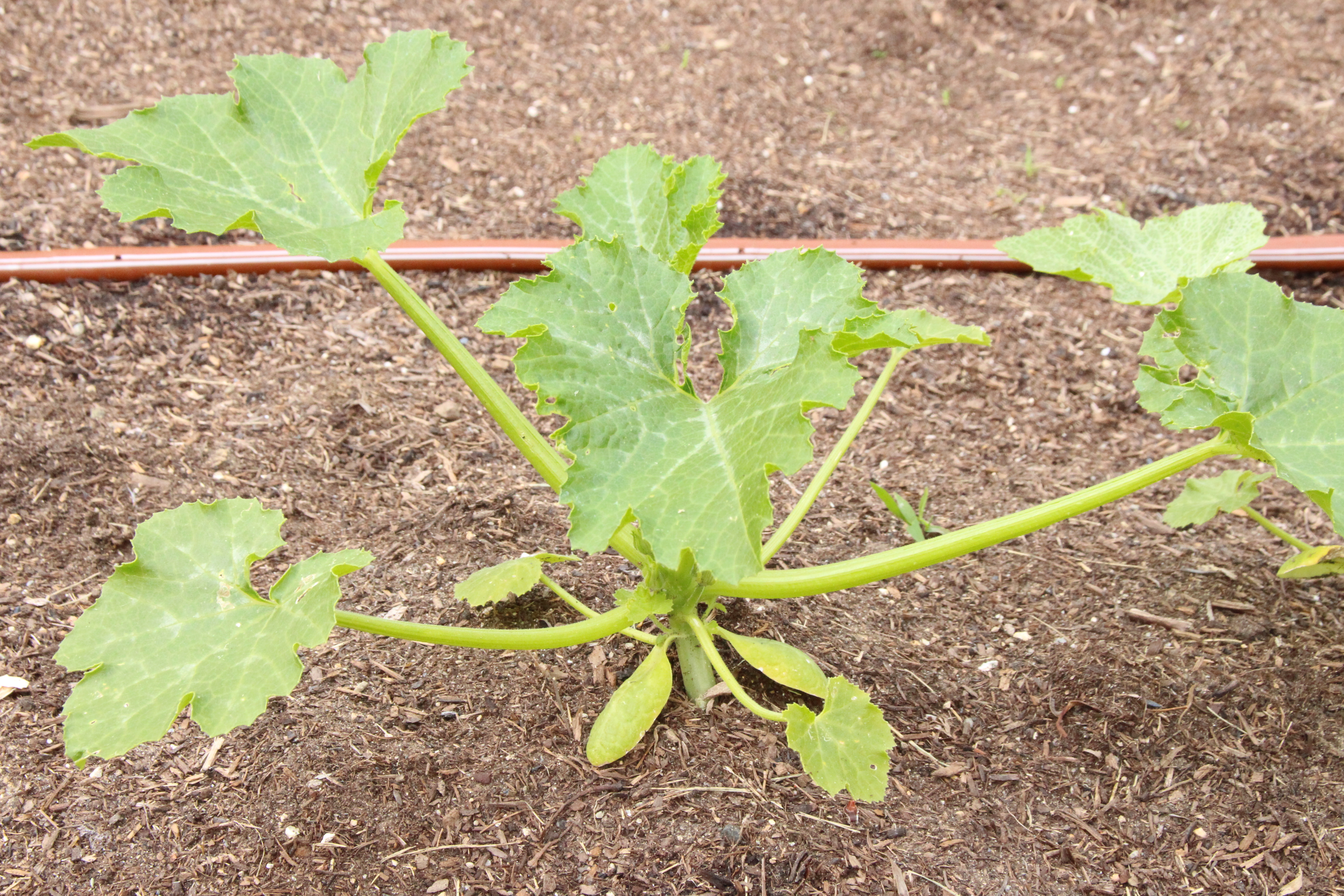 The GardenZeus Guide to Watering Cucumbers, Melons, and Squash (Cucurbits)