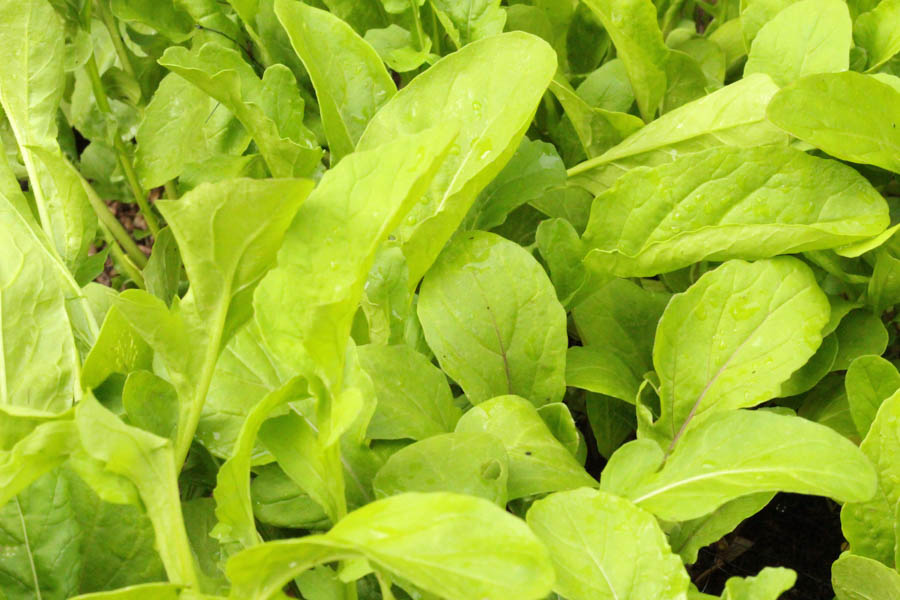 Arugula: An Ideal Plant for Winter Container Gardening