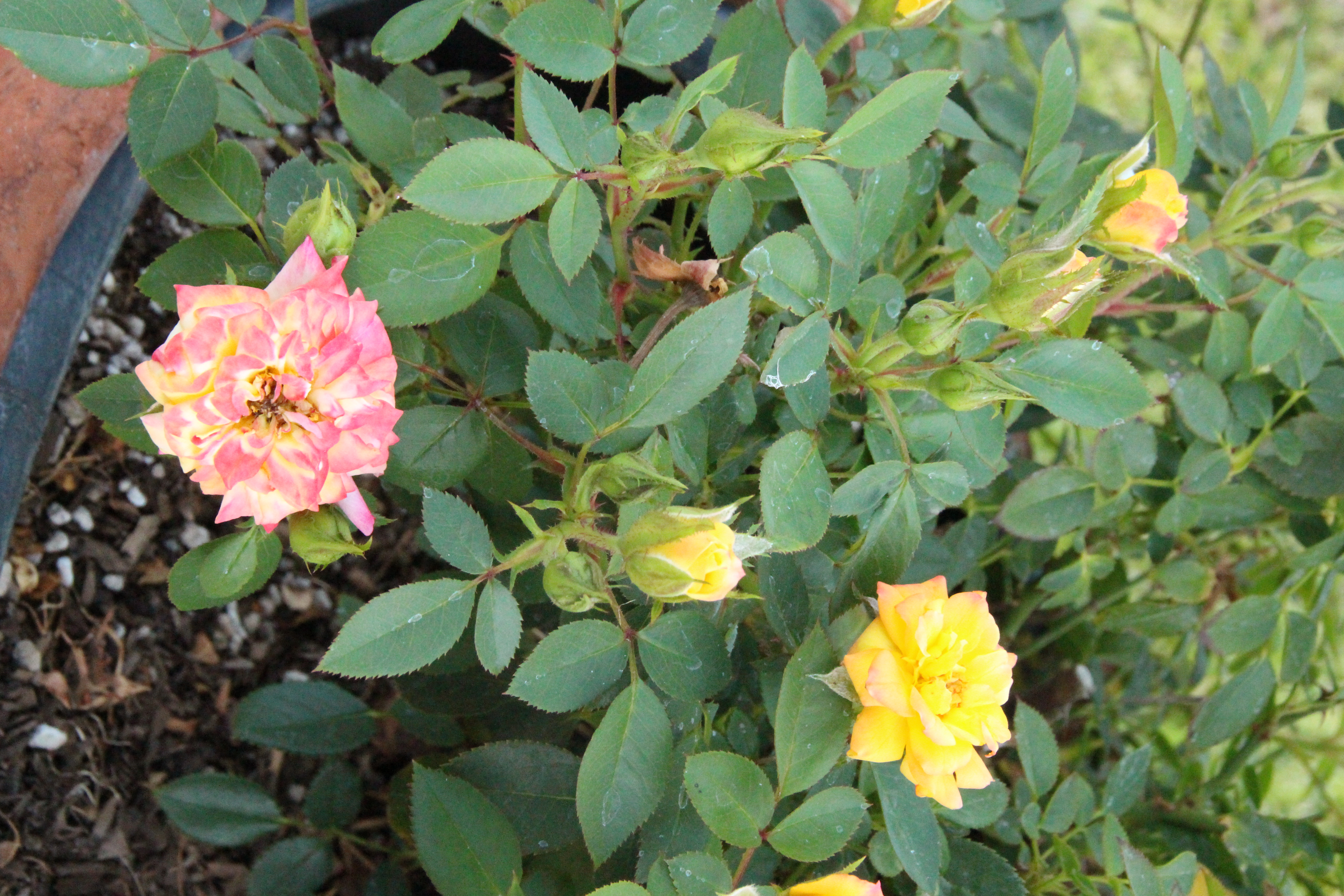 6 Tips For Growing Roses In Containers,Hypoestes